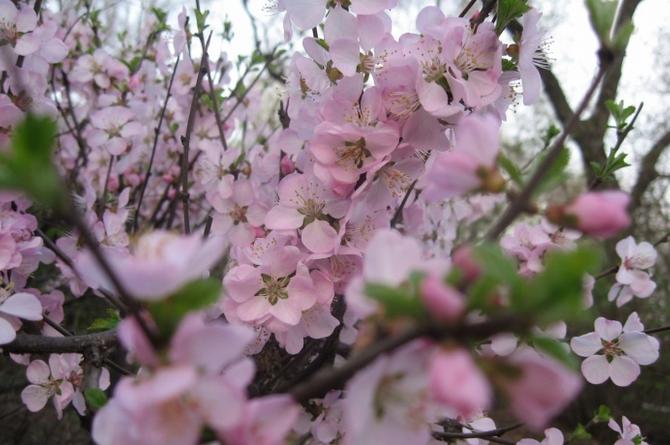 Prunus mandshurica Tree Seeds Mandchurian Apricot